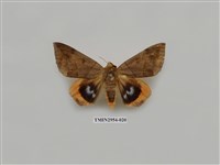 藏品(夜蛾322)的圖片